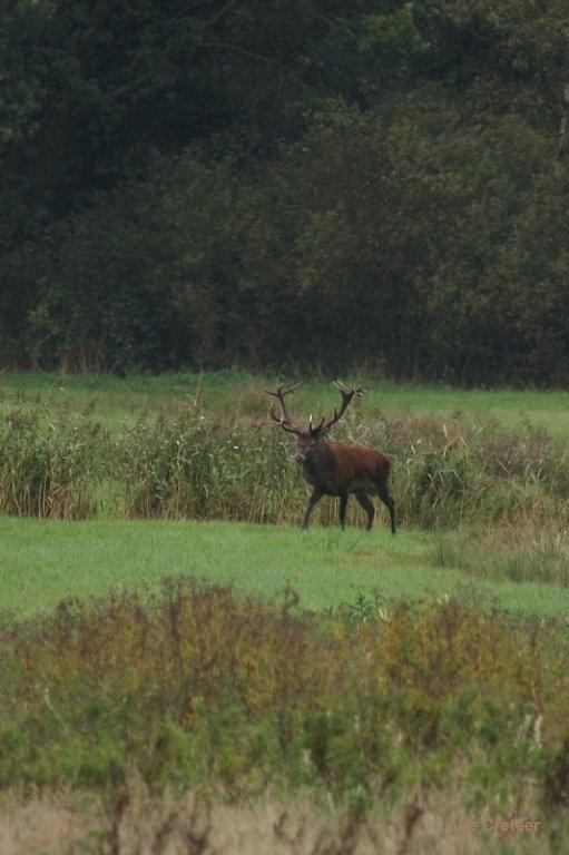 Weerterbergen10.jpg - Herten in de Weerterbergen
