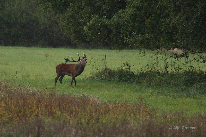 Weerterbergen13.jpg - Herten in de Weerterbergen