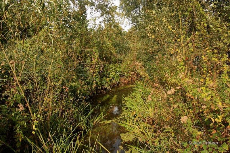 Herfstplaatjes 05.jpg - De herfst is begonnen