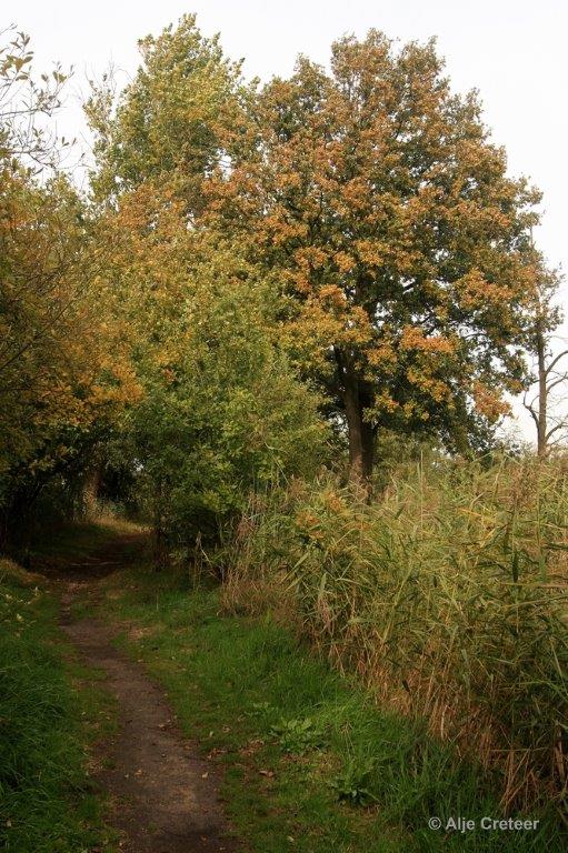 Herfstplaatjes 08.jpg - De herfst is begonnen