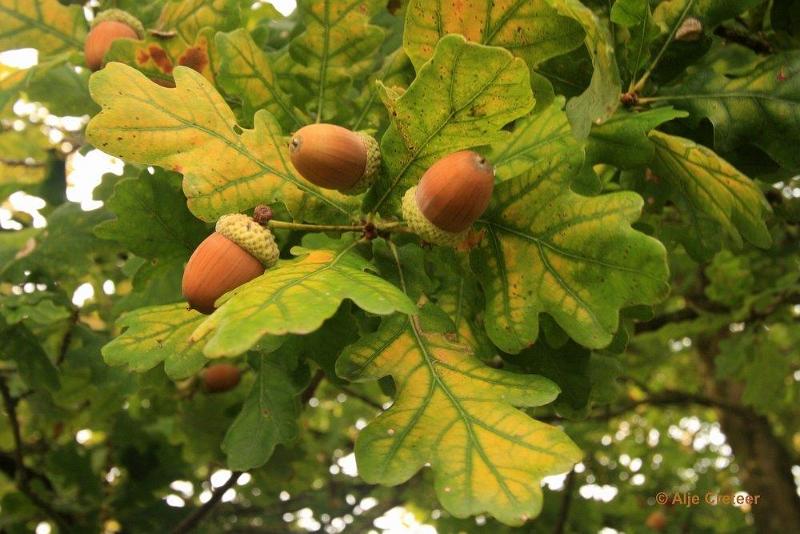 Herfstplaatjes 09.jpg - De herfst is begonnen