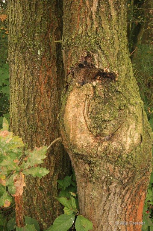 Herfstplaatjes 18.jpg - De herfst is begonnen