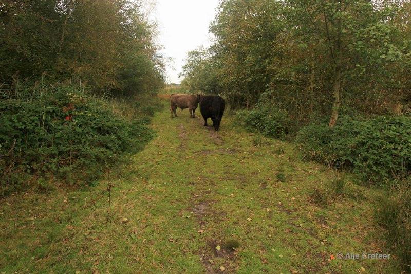 Herfstplaatjes 19.jpg - De herfst is begonnen