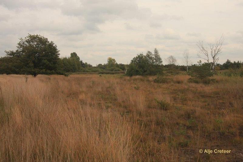 Herfstplaatjes 25.jpg - De herfst is begonnen
