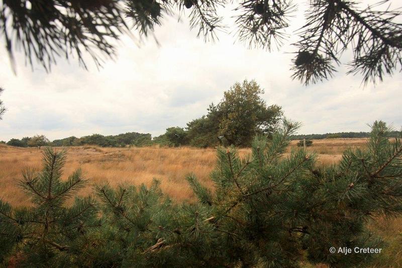 Herfstplaatjes 26.jpg - De herfst is begonnen