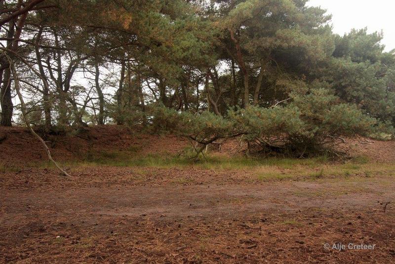 Herfstplaatjes 27.jpg - De herfst is begonnen