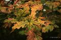 Herfstplaatjes 13