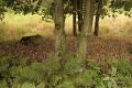 Herfstplaatjes 28