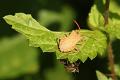 wandeling 23 aug.2013Keuze   17
