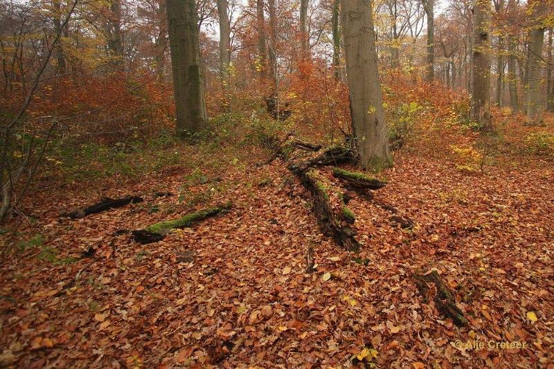 Wandeling 30 November   2014  19.JPG - Wandeling 30 november 2014