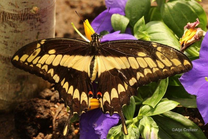 Klein Costa Rica  07.jpg - Costa rica vlindertuin 2015