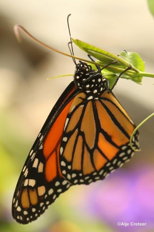 Klein Costa Rica  10.jpg - Costa rica vlindertuin 2015