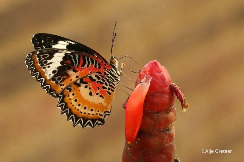 Klein Costa Rica  25.jpg - Costa rica vlindertuin 2015