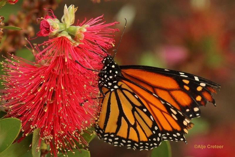 Klein Costa Rica  26.jpg - Costa rica vlindertuin 2015