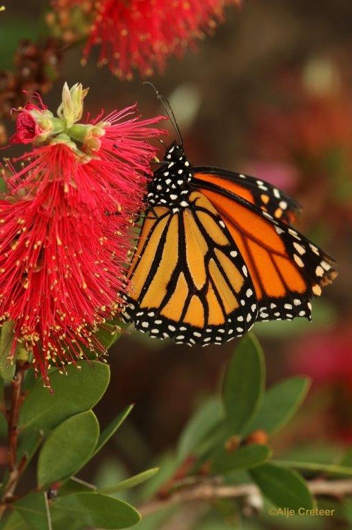 Klein Costa Rica  27.jpg - Costa rica vlindertuin 2015