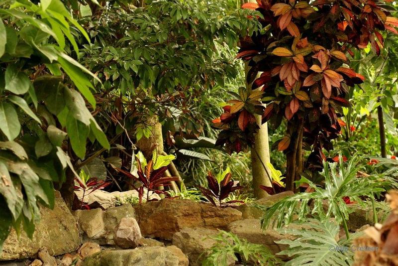 Klein Costa Rica  43.jpg - Costa rica vlindertuin 2015