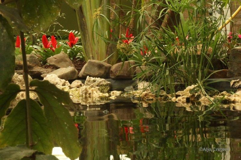 Klein Costa Rica  51.jpg - Costa rica vlindertuin 2015