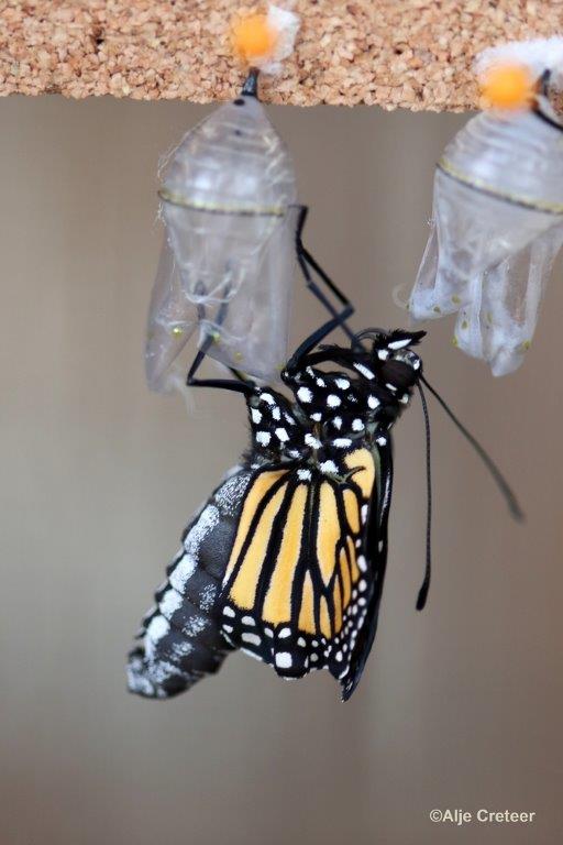 Klein Costa Rica  62.jpg - Costa rica vlindertuin 2015