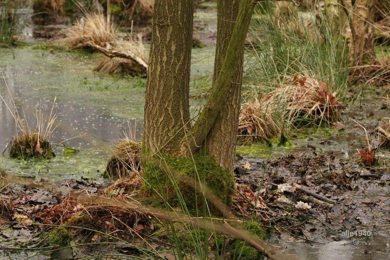 0014.jpg - De Groote Peel