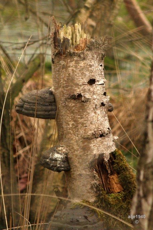 0022.jpg - De Groote Peel