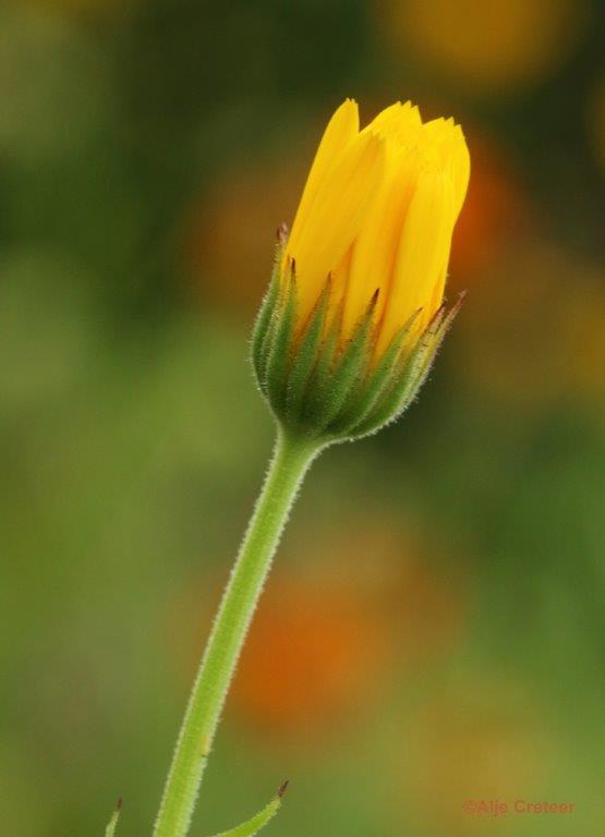 Natuurtuin 16.jpg - Natuurtuin t Loo