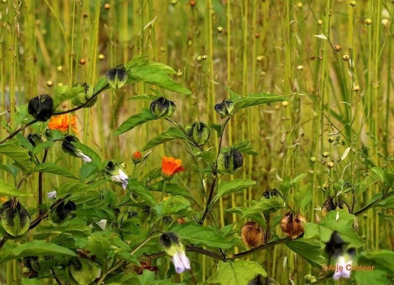 Natuurtuin 21.jpg - Natuurtuin t Loo