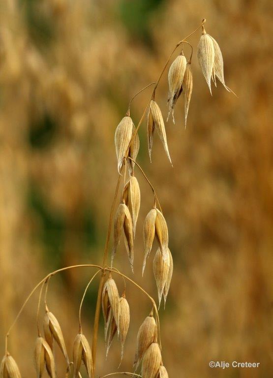 Natuurtuin 23.jpg - Natuurtuin t Loo
