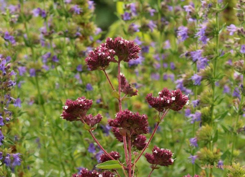 Natuurtuin 24.jpg - Natuurtuin t Loo