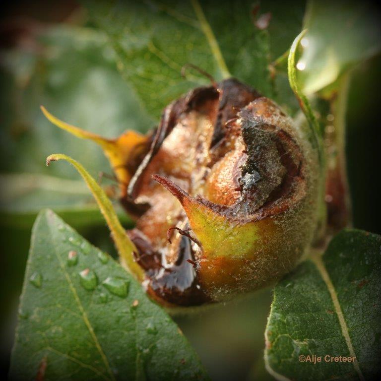Natuurtuin 30.jpg - Natuurtuin t Loo