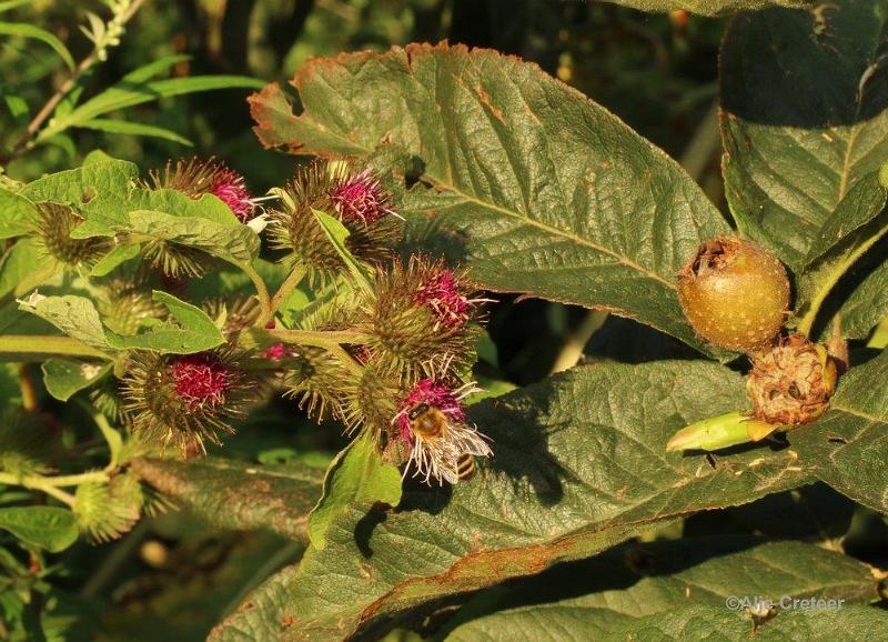 Natuurtuin 32.jpg - Natuurtuin t Loo
