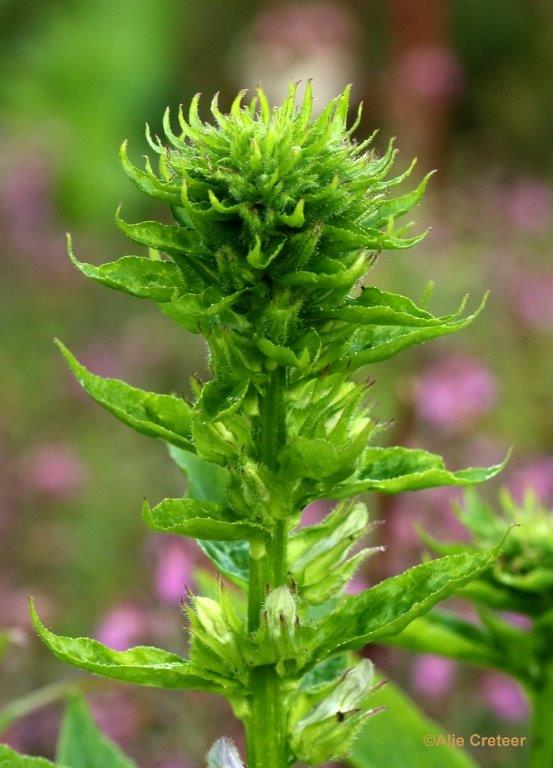 Natuurtuin 37.jpg - Natuurtuin t Loo