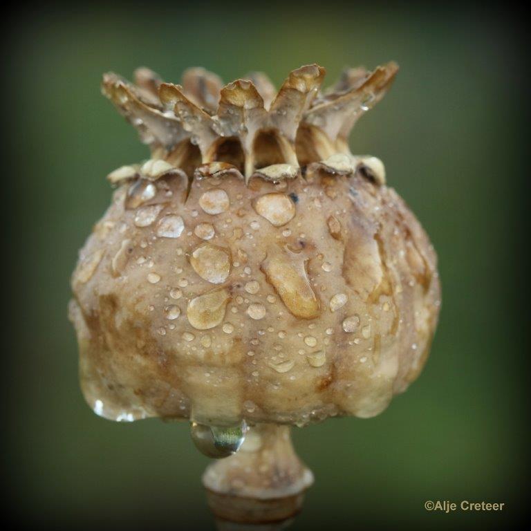 Natuurtuin 42.jpg - Natuurtuin t Loo