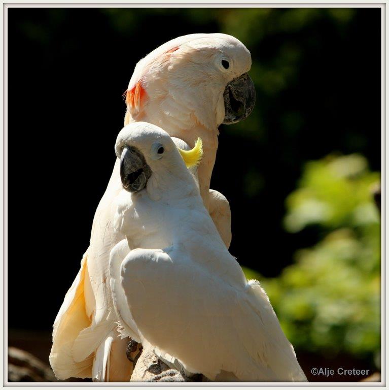 0H0A4249-001.jpg - Zoo Veldhoven