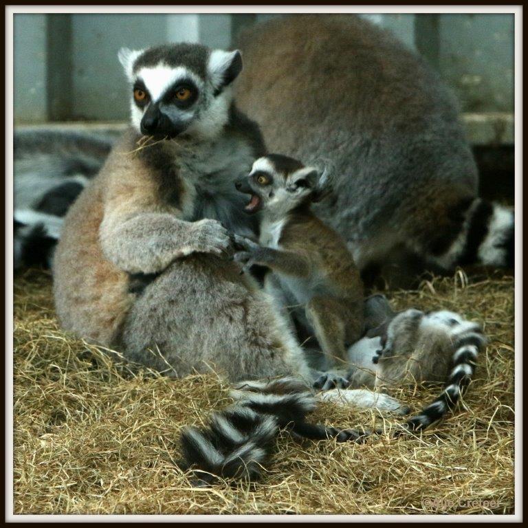 0H0A4270-001.jpg - Zoo Veldhoven