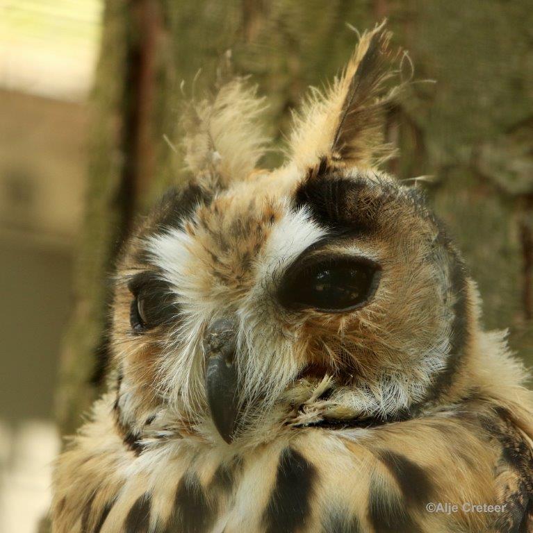 0H0A4344-001.jpg - Zoo Veldhoven