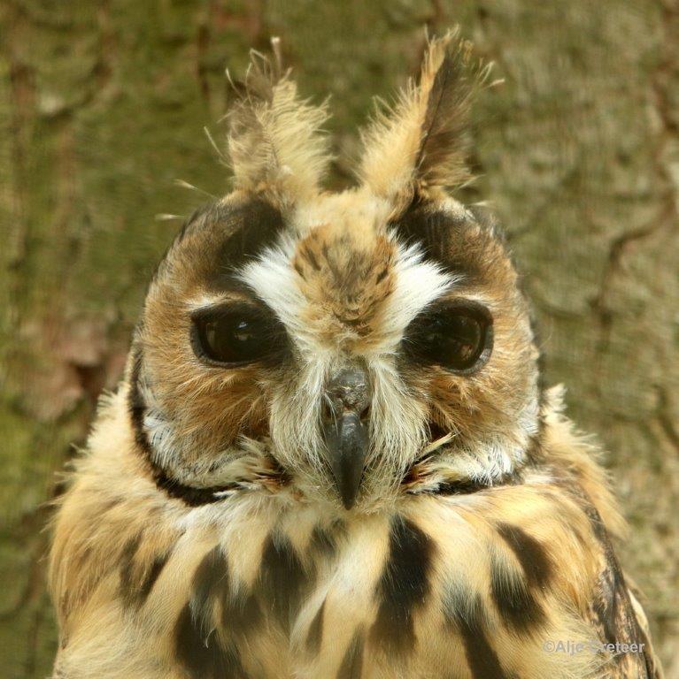 0H0A4345-001.jpg - Zoo Veldhoven