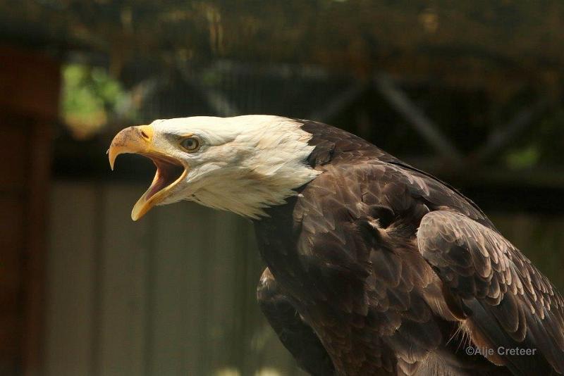 0H0A4358-001.jpg - Zoo Veldhoven