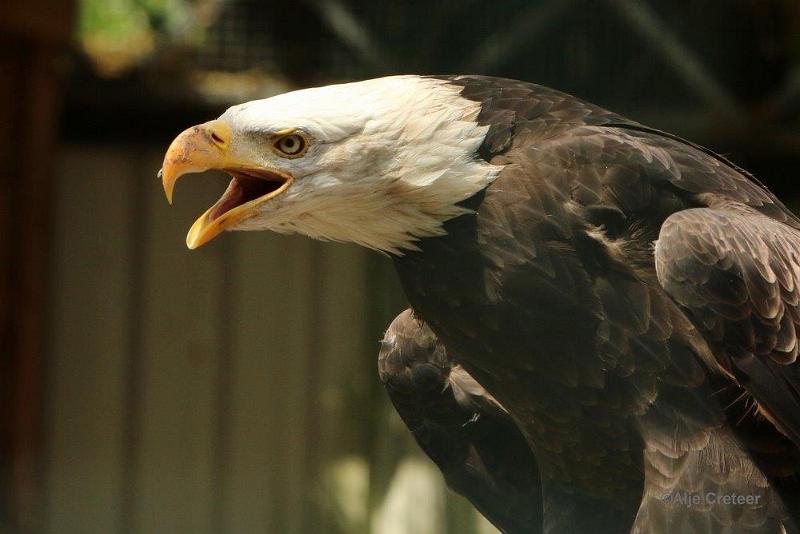 0H0A4359-001.jpg - Zoo Veldhoven