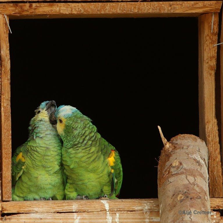 0H0A4370-001.jpg - Zoo Veldhoven