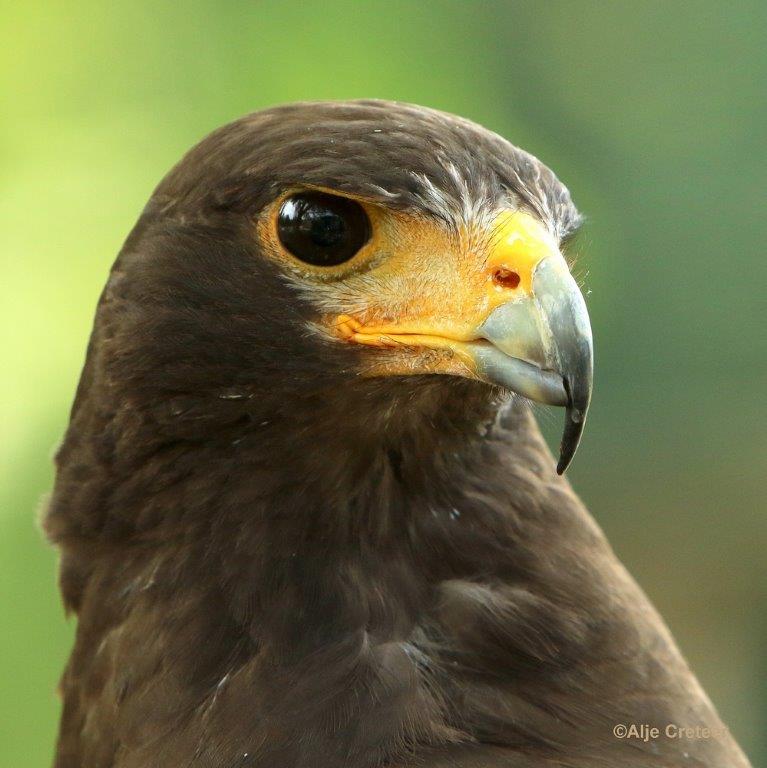 0H0A4389-001.jpg - Zoo Veldhoven