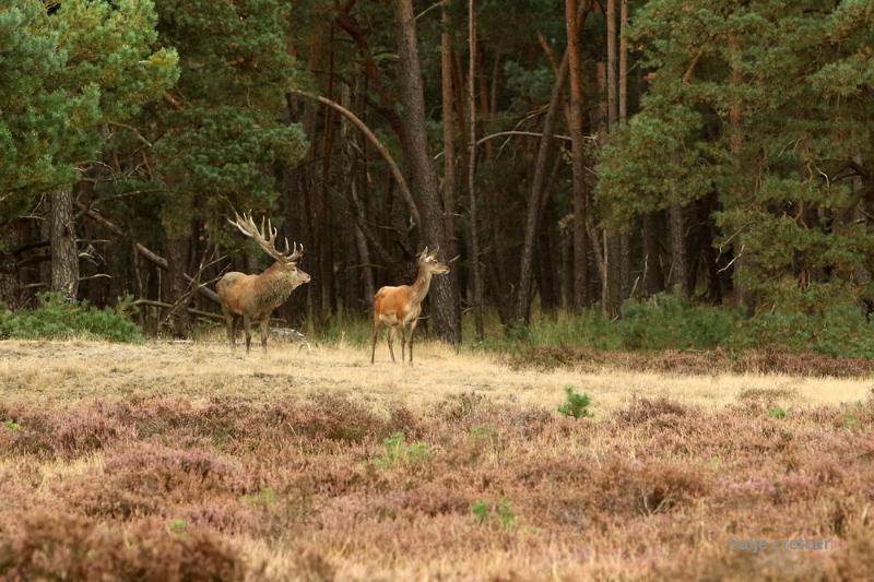 26 sept.2016  01.JPG - Veluwe 2016