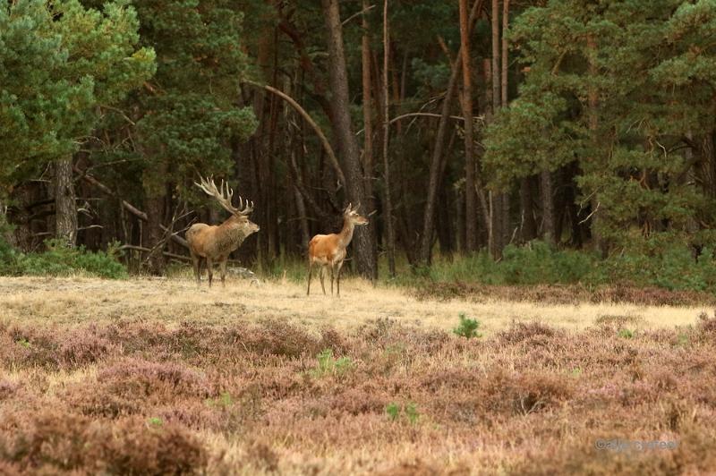 26 sept.2016  02.JPG - Veluwe 2016