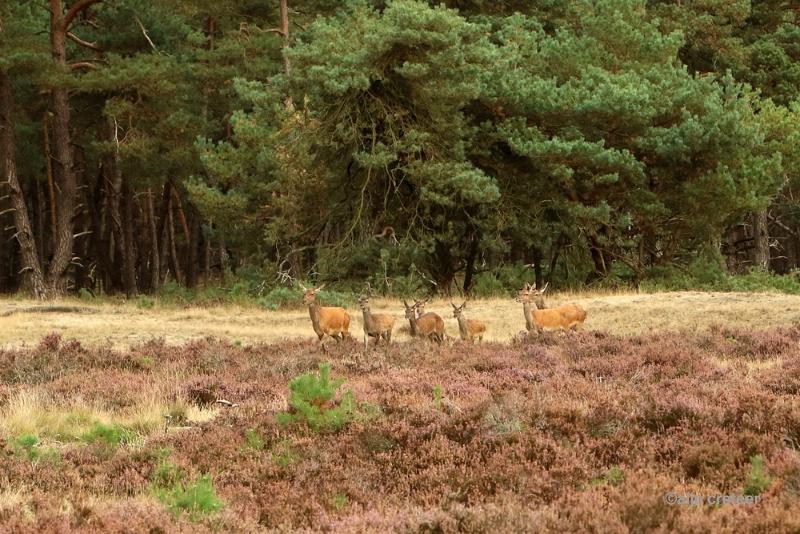 26 sept.2016  03.JPG - Veluwe 2016