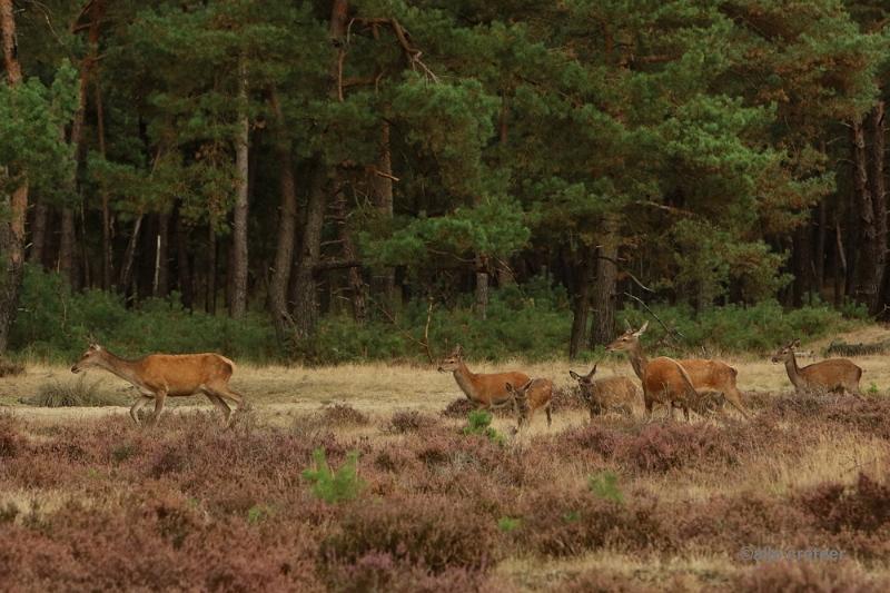 26 sept.2016  04.JPG - Veluwe 2016