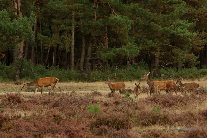 26 sept.2016  05.JPG - Veluwe 2016