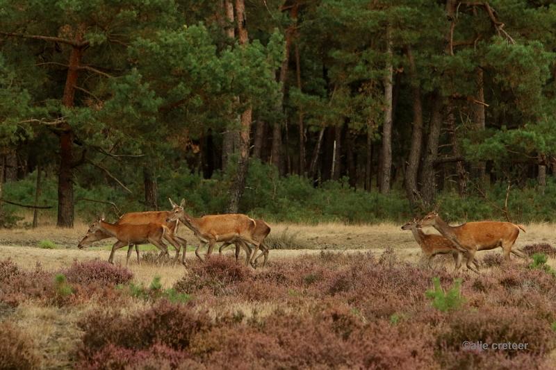 26 sept.2016  07.JPG - Veluwe 2016