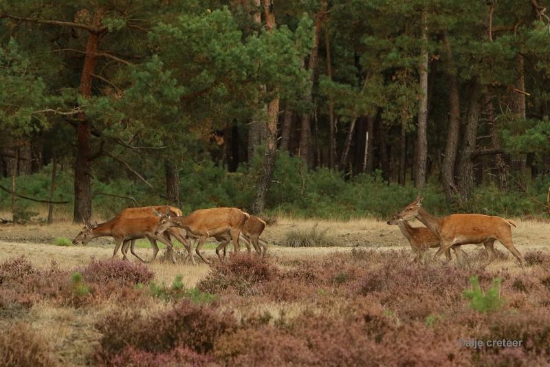 26 sept.2016  08.JPG - Veluwe 2016