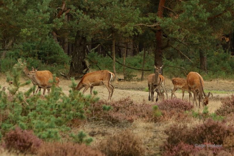 26 sept.2016  09.JPG - Veluwe 2016