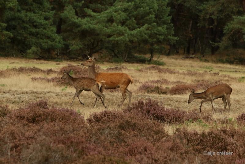 26 sept.2016  10.JPG - Veluwe 2016