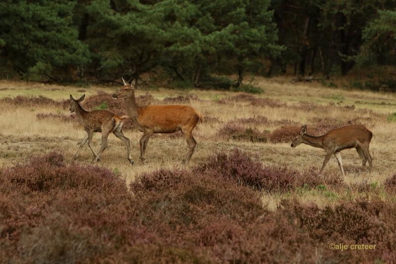 26 sept.2016  11.JPG - Veluwe 2016